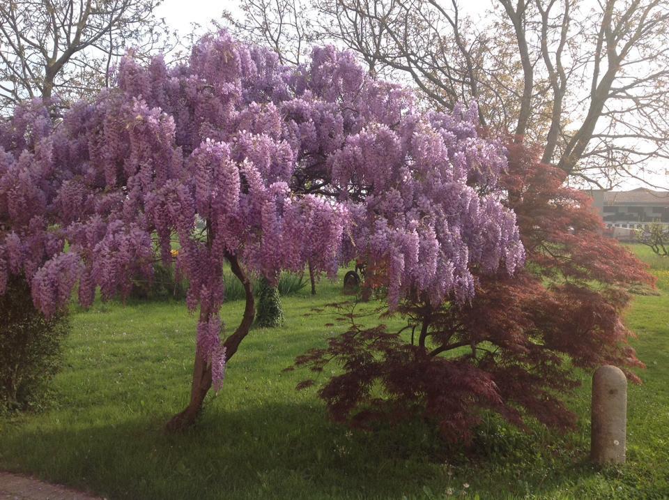 Agriturismo Da Ninoti Treviso Dış mekan fotoğraf